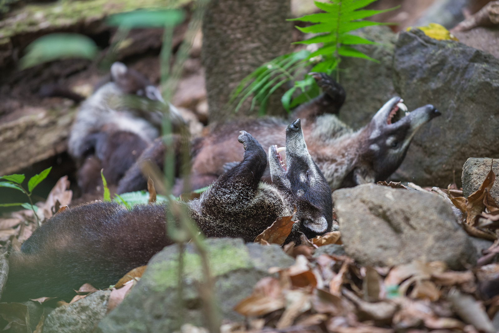 Laughing Coatis, Corcovado National Park, Costa Rica