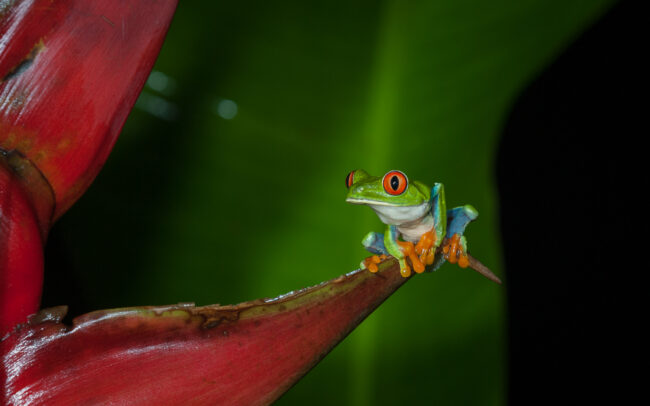 Red Eyed Tree Frog • Tortuguero National Park, Costa Rica