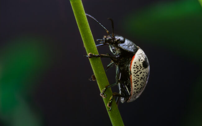 Unidentified White Beetle • Pavones, Costa Rica