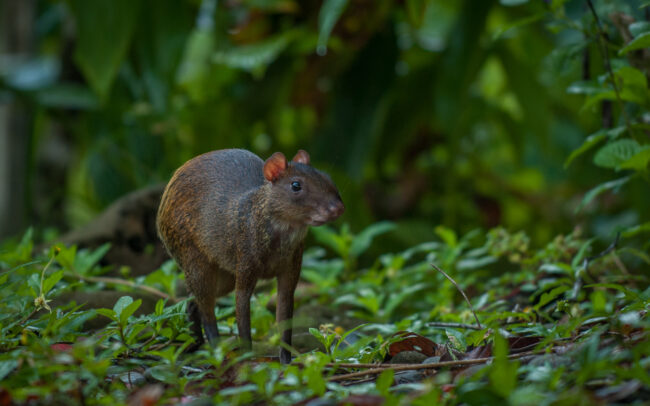 Agouti • Pavones, Costa Rica