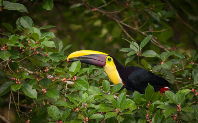 Chestnut Mandibled Toucan • La Selva, Costa Rica