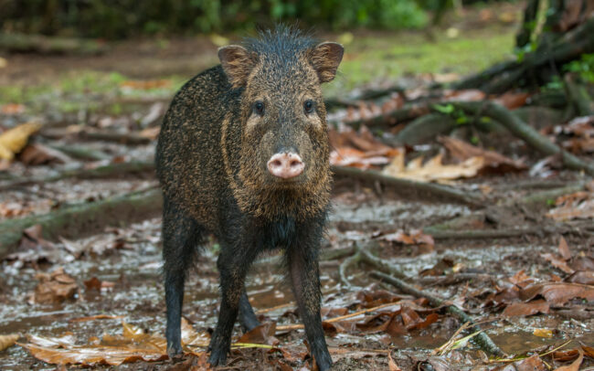 Collared Peccary • La Selva, Costa Rica