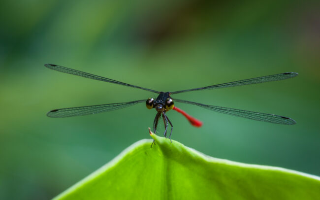 Damsel Fly • Pavones, Costa Rica