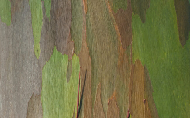 Eucalyptus Bark • Pavones, Costa Rica