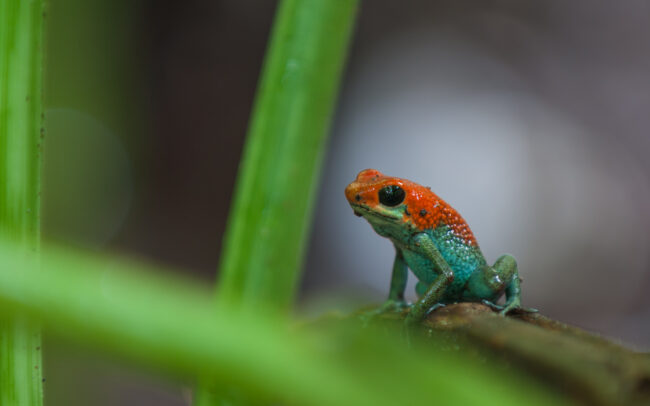 Granular Poison Dart Frog • Pavones, Costa Rica