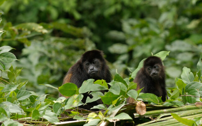 Howler Monkeys • Tortuguero National Park, Costa Rica