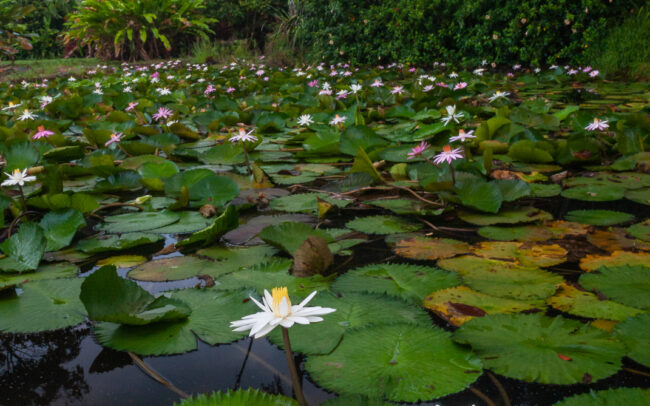 Lilies • Pavones, Costa Rica