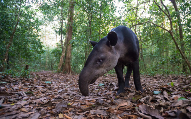 Baird's Tapir • Corcovado National Park, Costa Rica