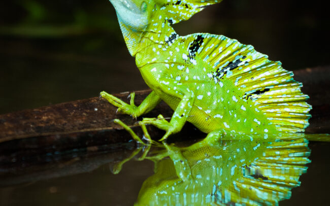 Plumed Basilisk Lizard • Tortuguero National Park, Costa Rica