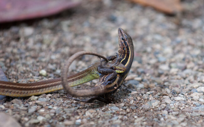 Rat Snake and Whiptail Lizard • Corcovado National Park, Costa Rica