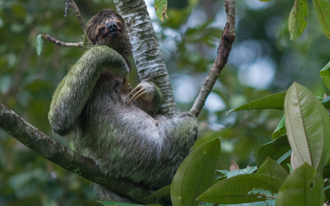 Three-Toed Sloth • Pavones, Costa Rica
