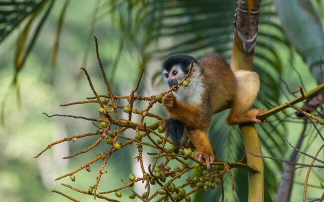 Squirrel Monkey • Pavones, Costa Rica