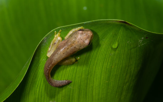 Tadpole • Pavones, Costa Rica