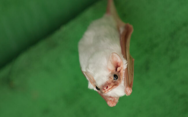 Northern Ghost Bat • Pavones, Costa Rica