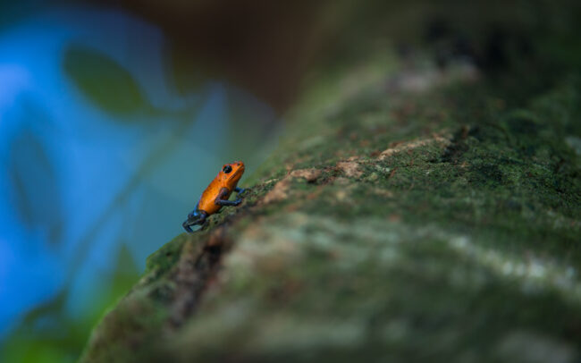 Strawberry Poison Dart Frog • La Selva, Costa Rica