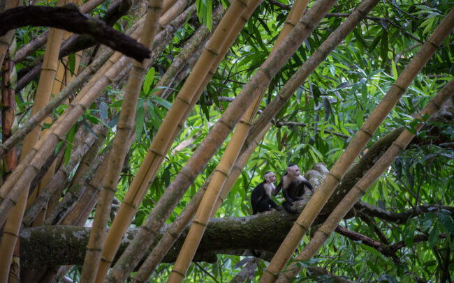 White Faced Capuchin Monkeys • Drake Bay, Costa Rica