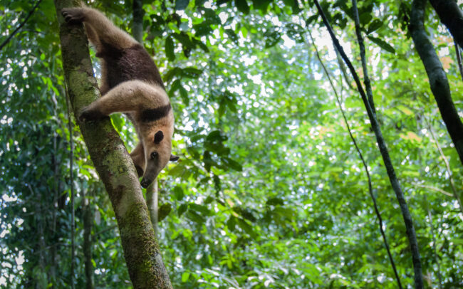 Northern Tamandua • Corcovado National Park, Costa Rica