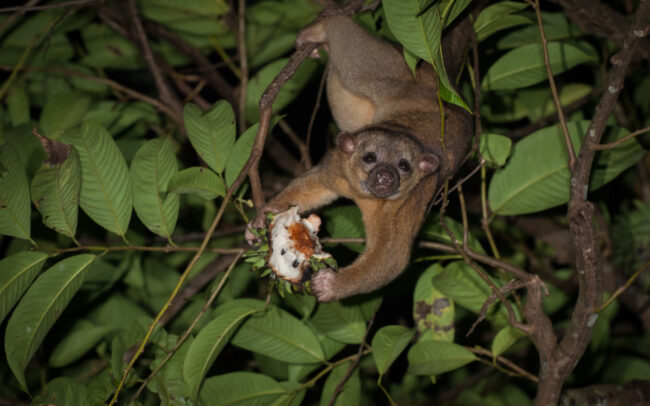 Kinkajou • Pavones, Costa Rica