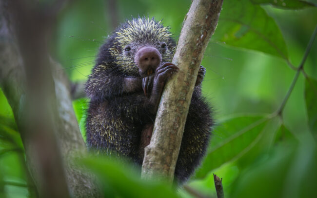 Mexican Hairy Dwarf Porcupine • Corcovado National Park, Costa Rica