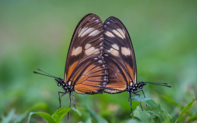 Heliconius Butterflies Mating • Corcovado National Park, Costa Rica