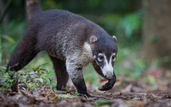 Coati • Corcovado National Park, Costa Rica