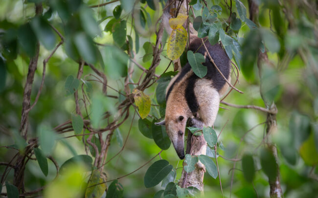 Northern Tamandua • Corcovado National Park, Costa Rica
