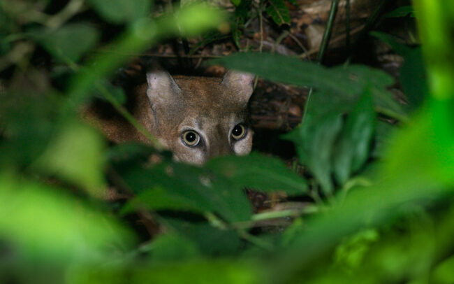 Puma • Corcovado National Park, Costa Rica