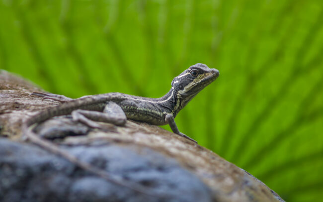 Brown Basilisk Lizard • Pavones, Costa Rica