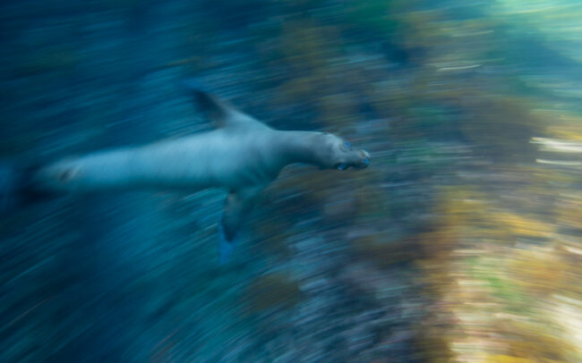Galápagos Sea Lion • Near Isabella Island, Galápagos Islands, Ecuador