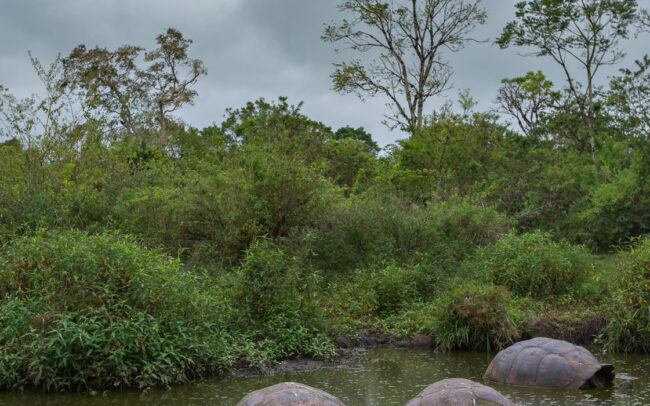 Galápagos Giant Tortoises • Santa Cruz Highlands, Galápagos Islands, Ecuador