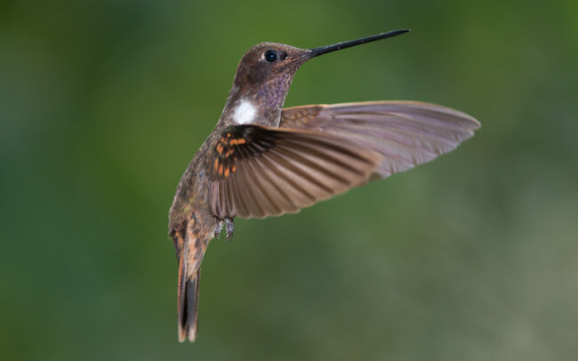 Brown Inca Hummingbird • Cloud Forest, Ecuador