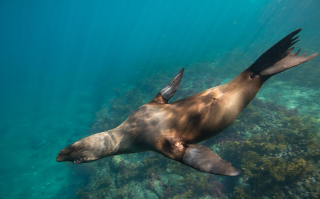 Galápagos Sea Lion • Near Isabella Island, Galápagos Islands, Ecuador