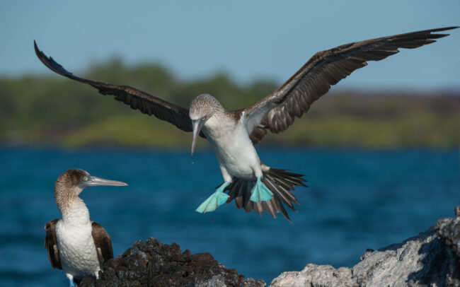 Blue-Footed Booby • Isabella Island, Galápagos Islands, Ecuador