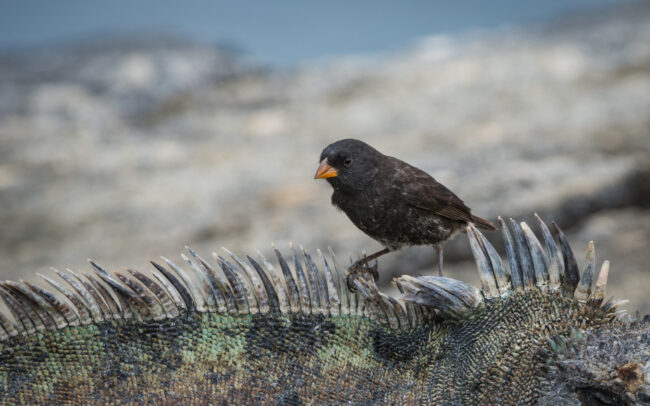 Darwin's Finch on Marine Iguana • Galápagos Islands, Ecuador