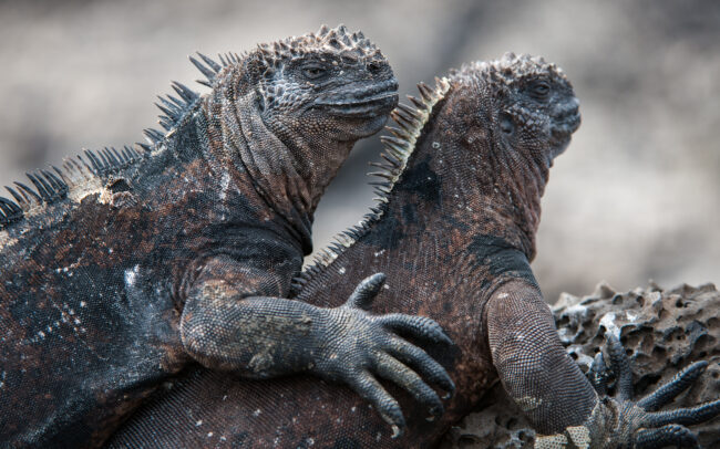 Marine Iguanas • La Fe Island, Galápagos Islands, Ecuador