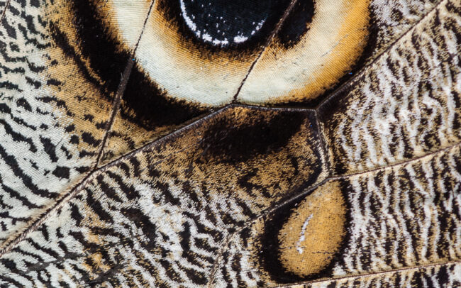 Owl Wing Butterfly • Cloud Forest, Ecuador