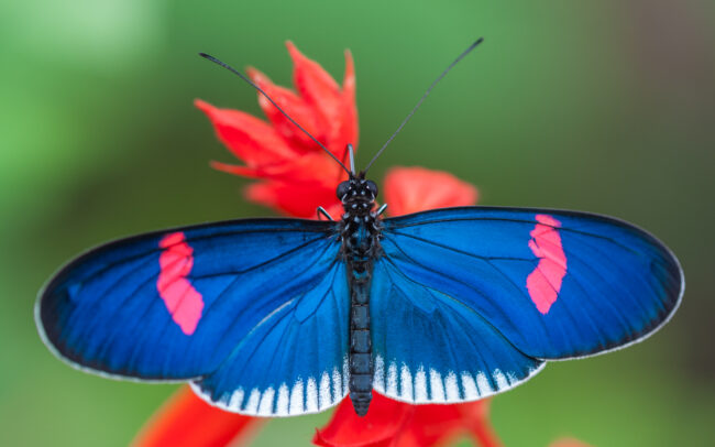 Erato Longwing Butterfly • Cloud Forest, Ecuador