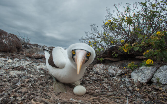 Nazca Booby • Genovesa Island, Galápagos Islands, Ecuador