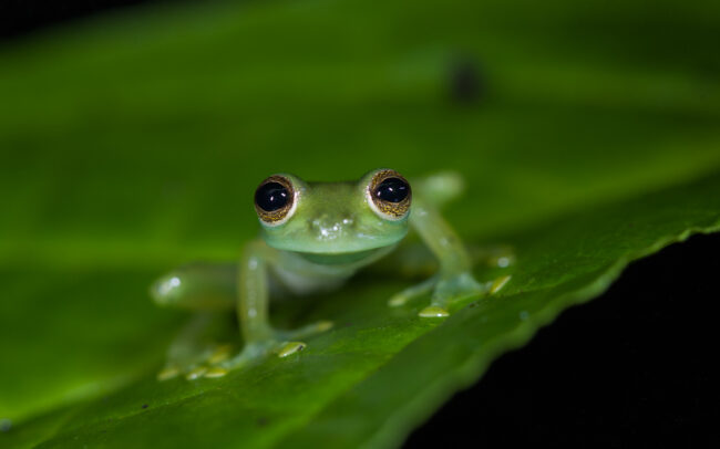 Emerald Glass Frog • Cloud Forest, Ecuador
