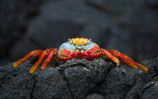 Sally Lightfoot Crab • James Island, Galápagos Islands, Ecuador