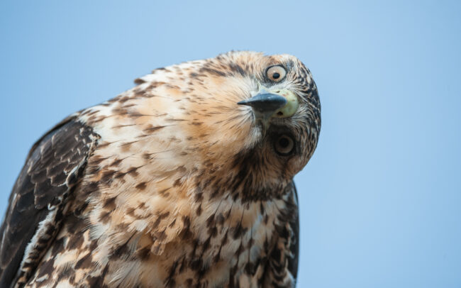 Galápagos Hawk • Rabida Island, Galápagos Islands, Ecuador