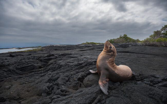 Galápagos Sea Lion • Fernandina Island, Galápagos Islands, Ecuador