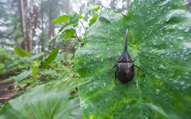 Hercules Beetle • Cloud Forest, Ecuador