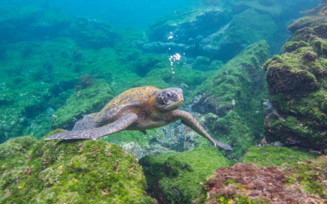 Pacific Green Sea Turtle • Galápagos Islands, Ecuador