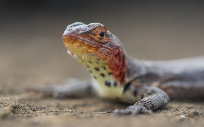 Lava Lizard • Galápagos Islands, Ecuador