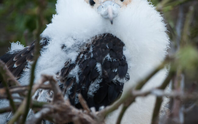 Magnificent Frigatebird Chick • Galápagos Islands, Ecuador