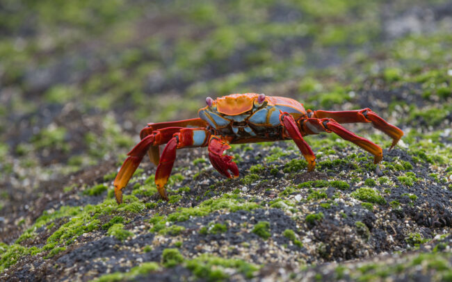 Sally Lightfoot Crab • Fernandina Island, Galápagos Islands, Ecuador