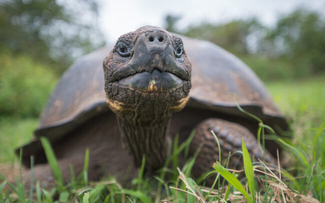 Galápagos Giant Tortoiose • Santa Cruz Highlands, Galápagos Islands, Ecuador