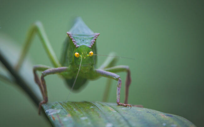 Giant Katydid • Cloud Forest, Ecuador