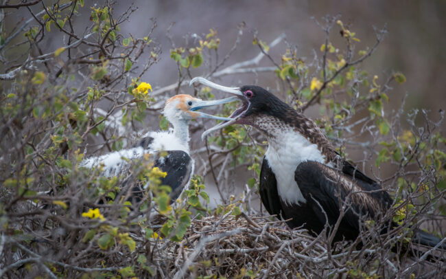 Magnificent Frigatebird Mother and Chick • Genovesa Island, Galápagos Islands, Ecuador